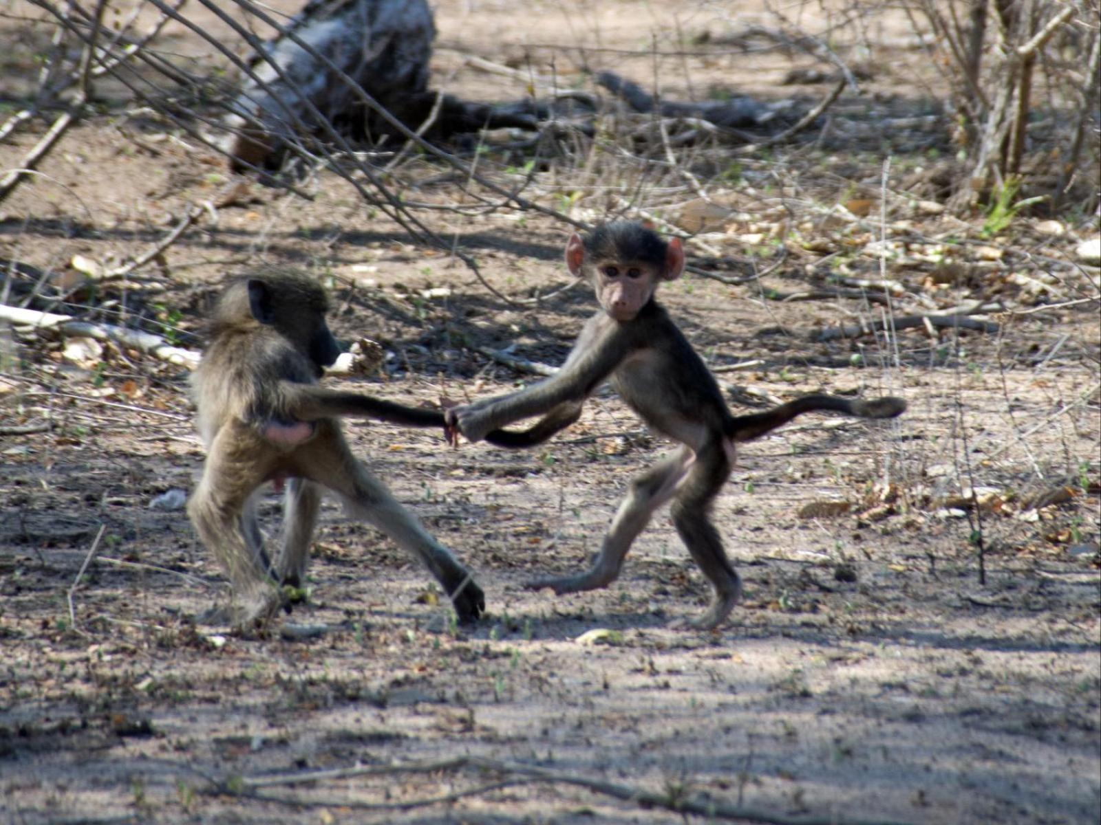 Croc Orvyll'S Kruger Lodge Marloth Park Εξωτερικό φωτογραφία