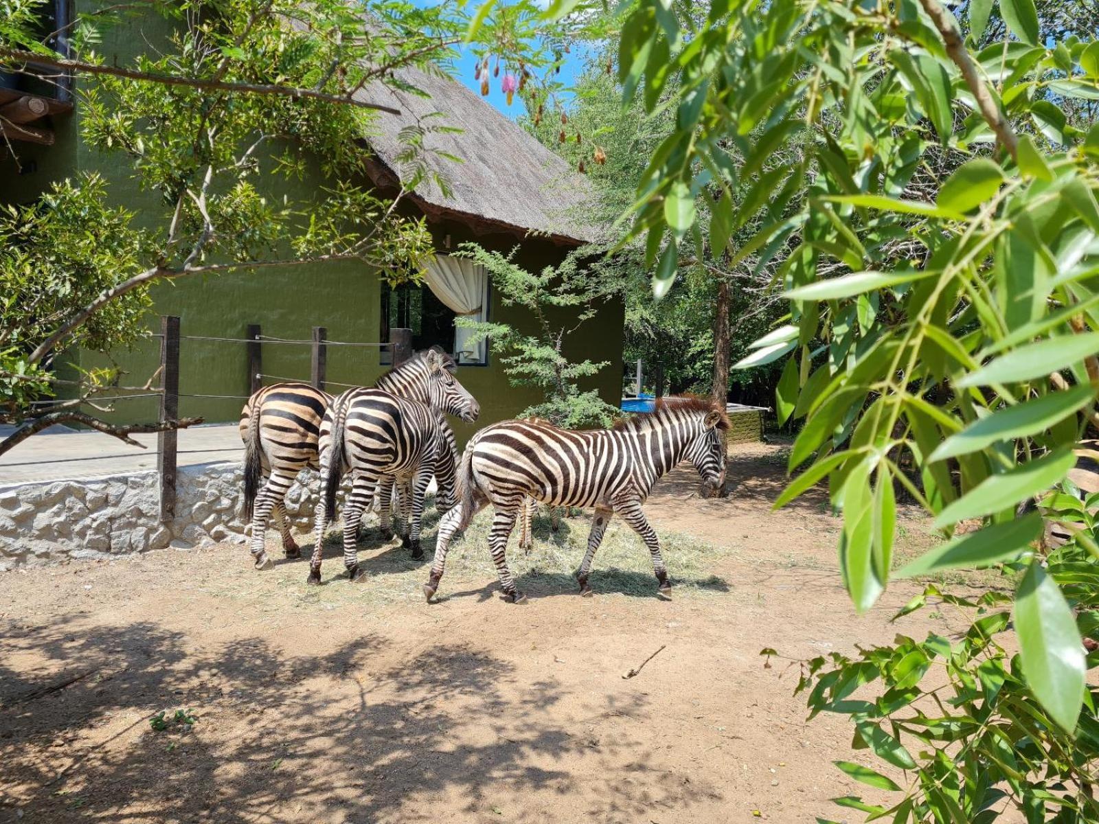 Croc Orvyll'S Kruger Lodge Marloth Park Εξωτερικό φωτογραφία