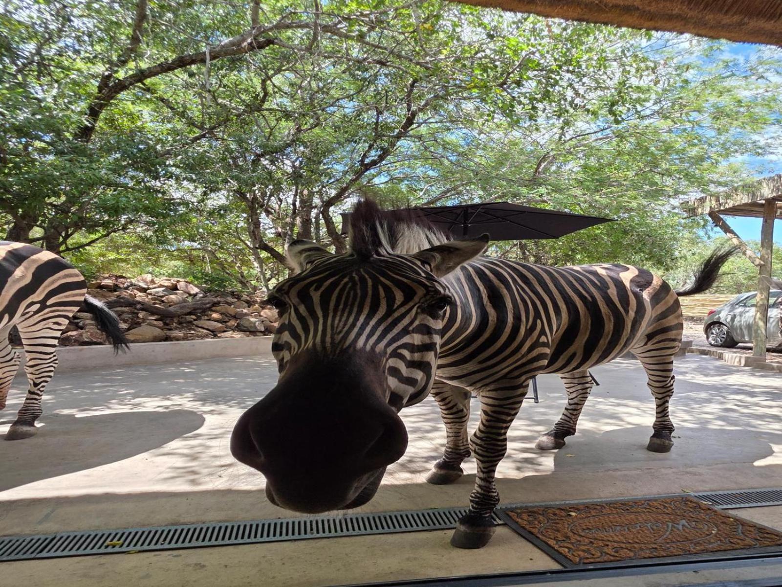 Croc Orvyll'S Kruger Lodge Marloth Park Εξωτερικό φωτογραφία